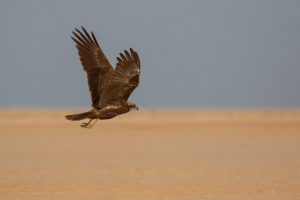 Marsh Harrier (Circus aeruginosus)