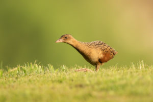 Corn Crake (Crex crex)