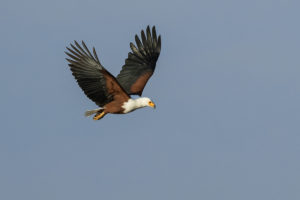 African Fish-Eagle (Haliaeetus vocifer)African Fish-Eagle (Haliaeetus vocifer)