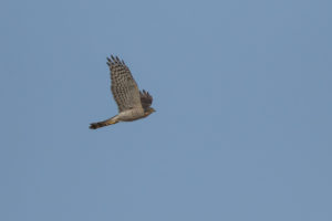 Eurasian Sparrowhawk (Accipiter nisus)