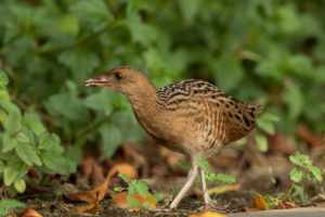 Corn Crake (Crex crex)