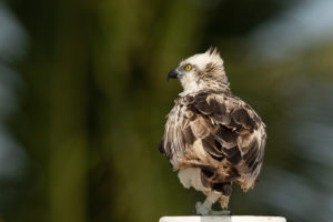 Osprey (Pandion haliaetus)