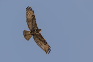 Common Buzzard (Steppe) (Buteo buteo vulpinus)