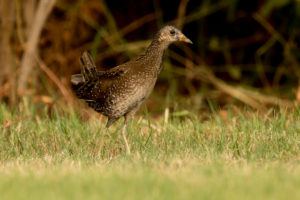 Spotted Crake (Porzana porzana)