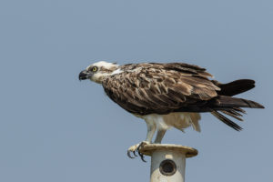 Osprey (Pandion haliaetus)