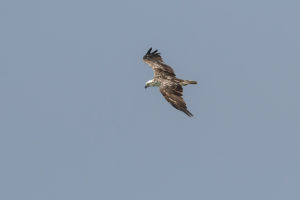 Osprey (Pandion haliaetus)