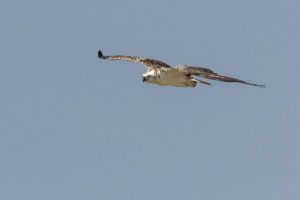 Osprey (Pandion haliaetus)