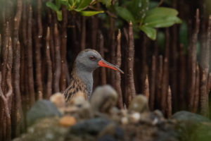 Water Rail (Rallus aquaticus)