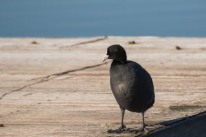 Eurasian Coot (Fulica atra)