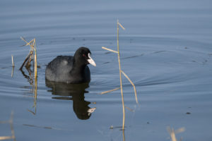 Eurasian Coot (Fulica atra)