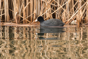 Eurasian Coot (Fulica atra)