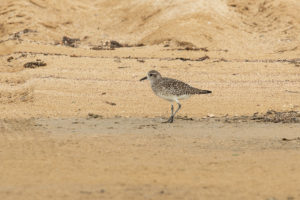 Black-bellied Plover (Pluvialis squatarola)