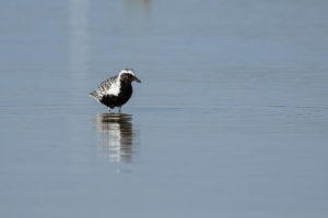 Black-bellied Plover (Pluvialis squatarola)