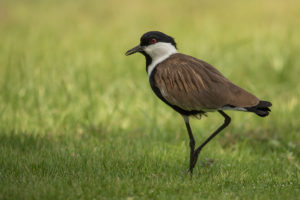 Spur-winged Lapwing (Vanellus spinosus)