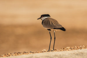 Spur-winged Lapwing (Vanellus spinosus)