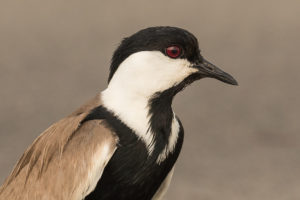 Spur-winged Lapwing (Vanellus spinosus)