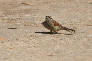 Cape Bunting (Emberiza capensis)