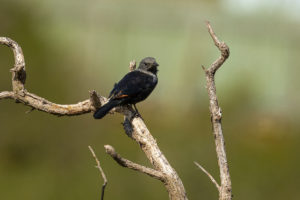 Red-winged Starling (Onychognathus morio)