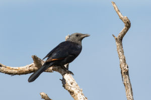 Red-winged Starling (Onychognathus morio)