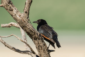 Red-winged Starling (Onychognathus morio)