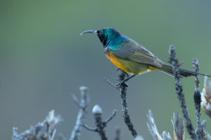 Orange-breasted Sunbird (Anthobaphes violacea)