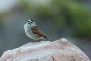 Cape Bunting (Emberiza capensis)