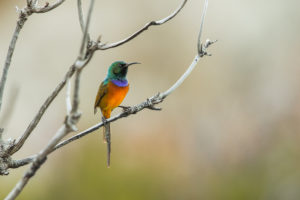 Orange-breasted Sunbird (Anthobaphes violacea)