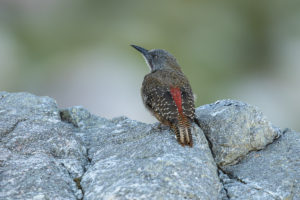 Ground Woodpecker(Geocolaptes olivaceus)