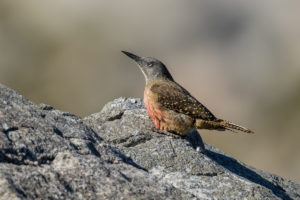 Ground Woodpecker(Geocolaptes olivaceus)