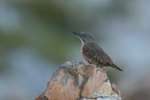 Ground Woodpecker(Geocolaptes olivaceus)