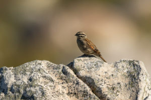 Cape Bunting (Emberiza capensis)