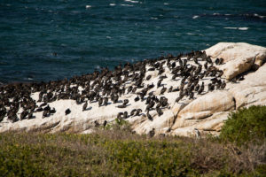 Cape Cormorant (Phalacrocorax capensis)