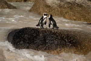 African Penguin (Spheniscus demersus)