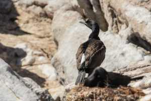 Bank Cormorant (Phalacrocorax neglectus)