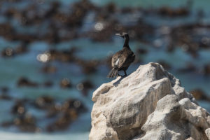 Bank Cormorant (Phalacrocorax neglectus)