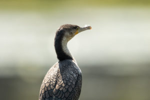 Great Cormorant (White-breasted) (Phalacrocorax carbo lucidus)
