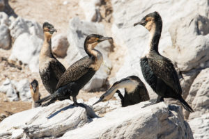 Great Cormorant (White-breasted) (Phalacrocorax carbo lucidus)