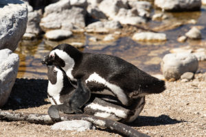 African Penguin (Spheniscus demersus)