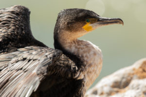 Great Cormorant (White-breasted) (Phalacrocorax carbo lucidus)