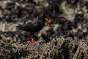 African Oystercatcher (Haematopus moquini)