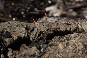 African Oystercatcher (Haematopus moquini)