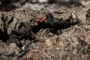 African Oystercatcher (Haematopus moquini)