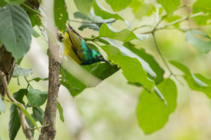 Collared Sunbird (Hedydipna collaris)