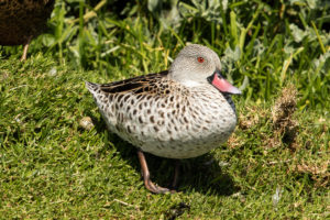 Cape Teal (Anas capensis)