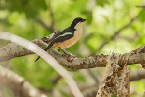 Southern Boubou (Laniarius ferrugineus)