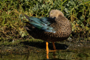 Cape Shoveler (Spatula smithii)