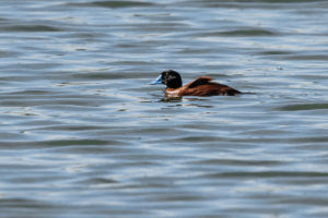 Maccoa Duck (Oxyura maccoa)