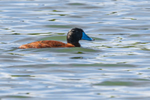 Maccoa Duck (Oxyura maccoa)