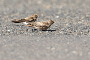 Plain Martin (Riparia paludicola)