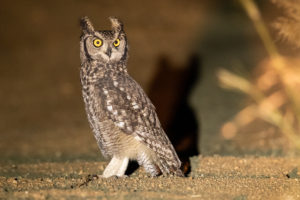 Spotted Eagle-Owl (Spotted) (Bubo africanus africanus)